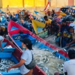 Komoditas unggulan Papua dari sektor pertanian dan perikanan