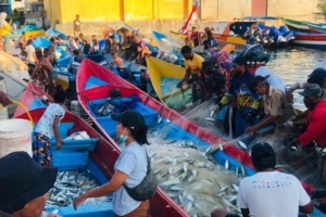 Komoditas unggulan Papua dari sektor pertanian dan perikanan
