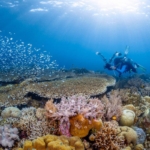 Penyelam menjelajahi terumbu karang berwarna-warni di Taman Nasional Wakatobi, Sulawesi Tenggara.