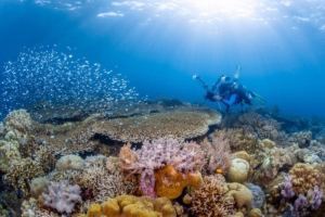 Penyelam menjelajahi terumbu karang berwarna-warni di Taman Nasional Wakatobi, Sulawesi Tenggara.