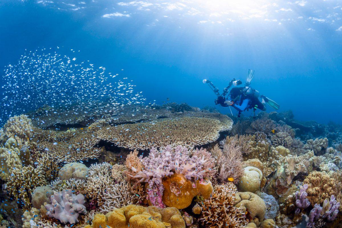 Penyelam menjelajahi terumbu karang berwarna-warni di Taman Nasional Wakatobi, Sulawesi Tenggara.